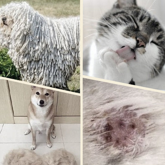 【🔥1+1 gratis】🐱🐶Dwustronna Szczotka do Pielęgnacji Sierści Zwierząt